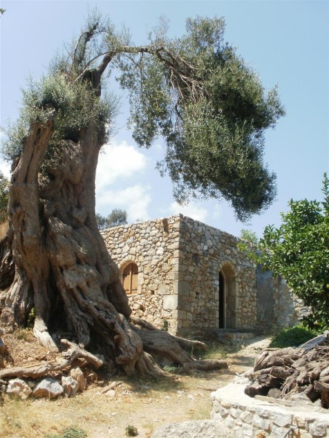 Αιωνόβια ελιά στη Γρε Βρύση στους Αποστόλους.